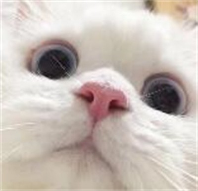 花臉貓