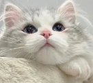 糕糕